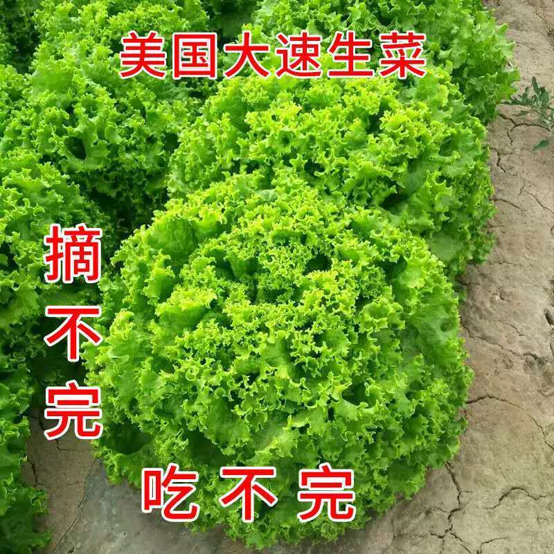 四季生菜奶油生菜结球生菜紫生菜种子秋冬生吃沙拉蔬菜种子生菜籽