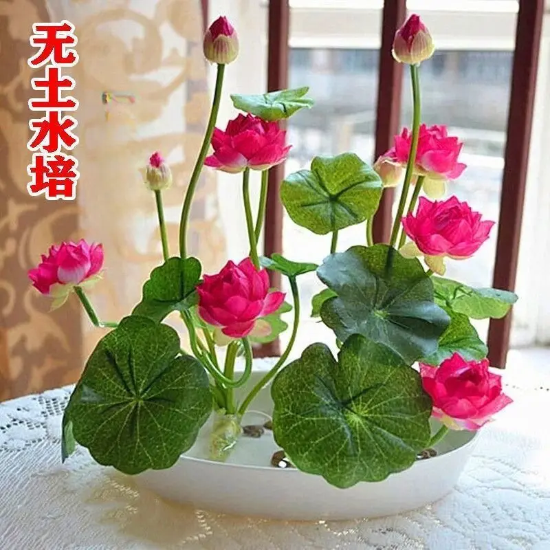 无土水培碗莲花种子水养生植物睡莲荷花盆栽四季花卉