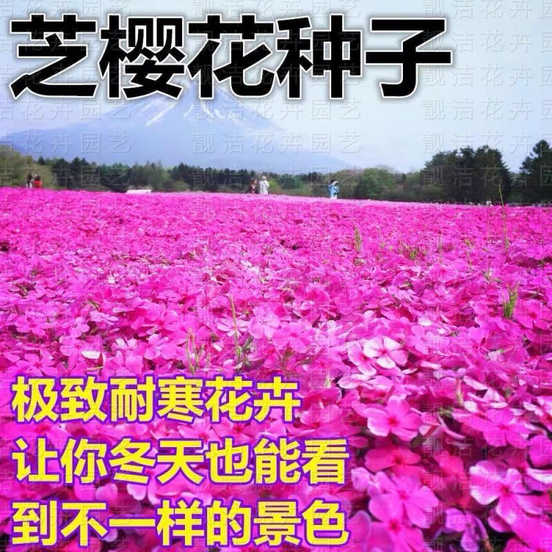 【福禄考种子】芝樱花卉种子多年生丛生庭院植物耐寒草本见土就活