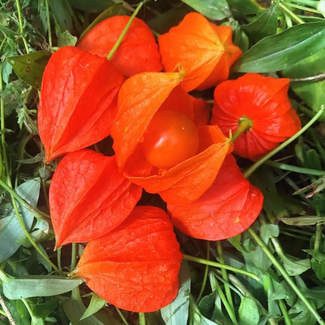 东北长白山脉红菇娘 灯笼果  锦灯笼 