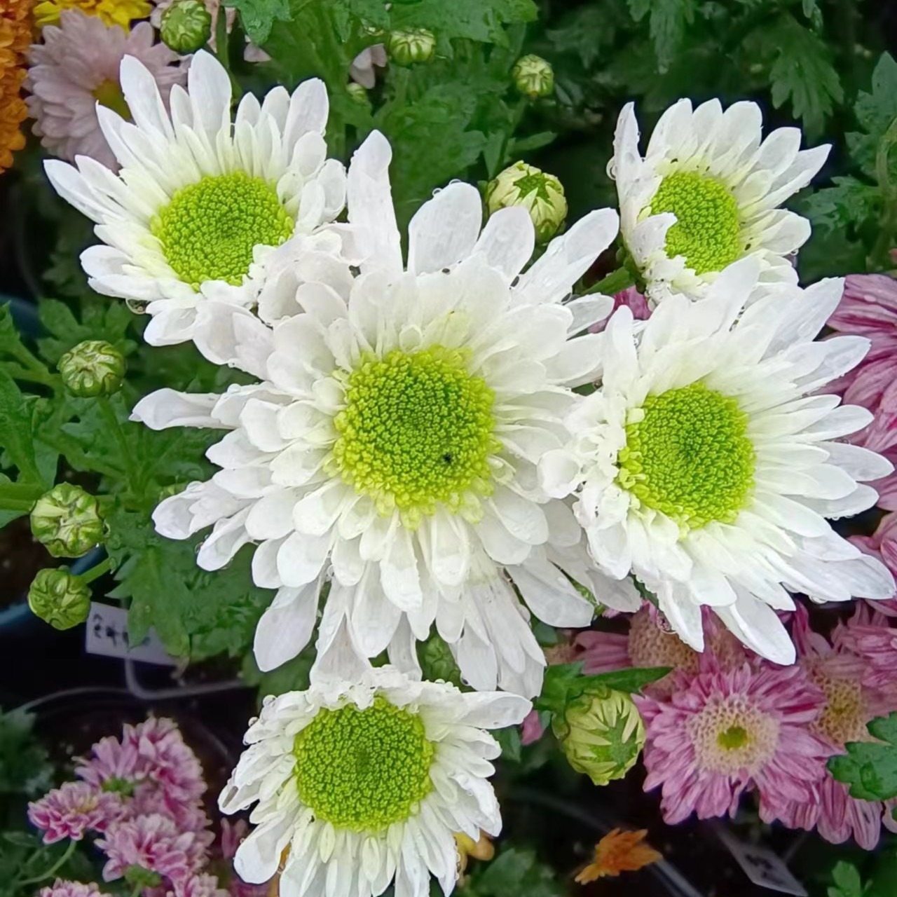 新品切花菊花卉盆栽绿植阳台盆栽耐寒耐热浙江基地直发鲜花