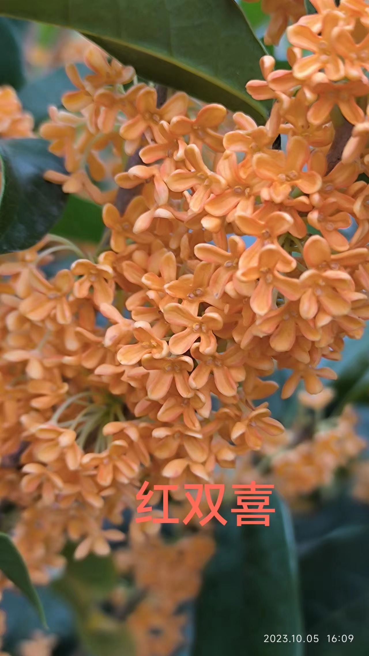 流苏嫁接桂花（一物一拍发货途中可能会出现掉叶折枝现象介意慎拍）