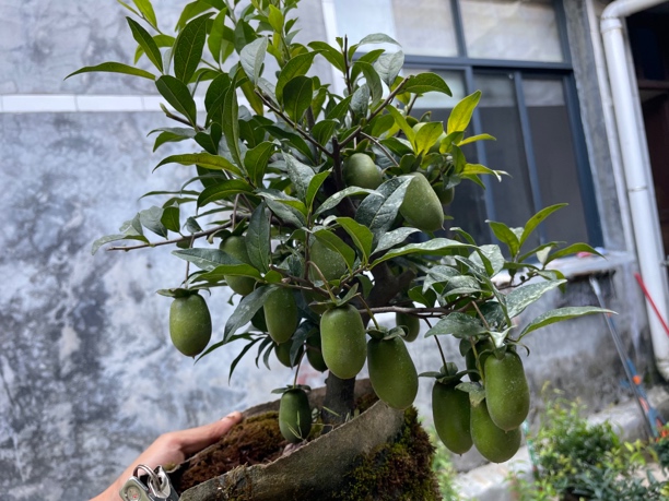 金弹子小品付款处