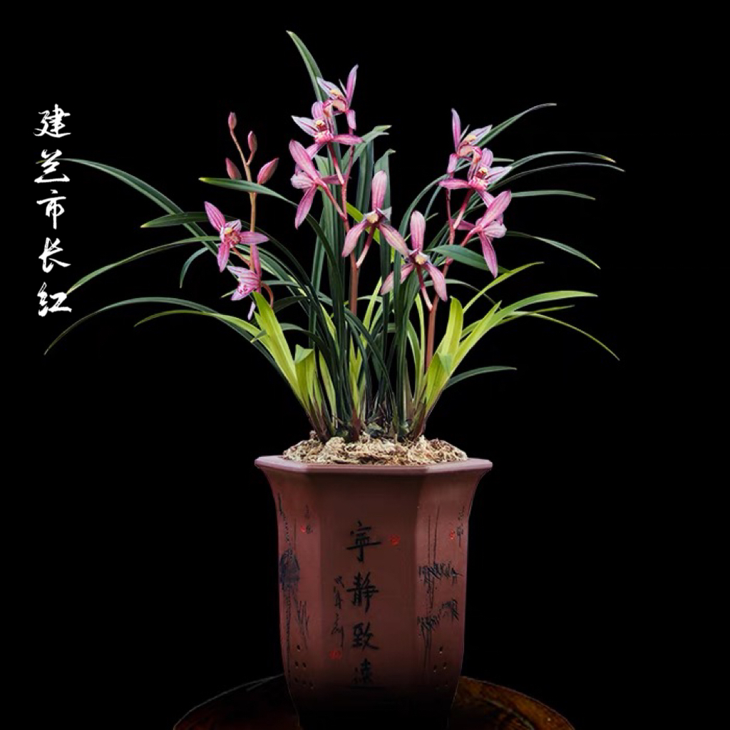 建兰老种市长红红猫蕊碟浓香型好养勤花一年开4次庭院花盆栽