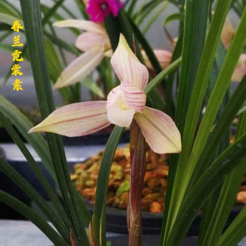 春兰霓裳素彩花素易草艺花清花大浓香花守好新手好养兰花盆栽花卉