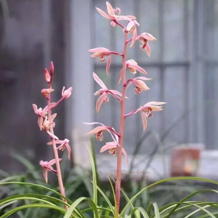 蕙兰胭脂锦 黄草红花草型漂亮花艺双全传统铭品兰花阳台庭院花卉