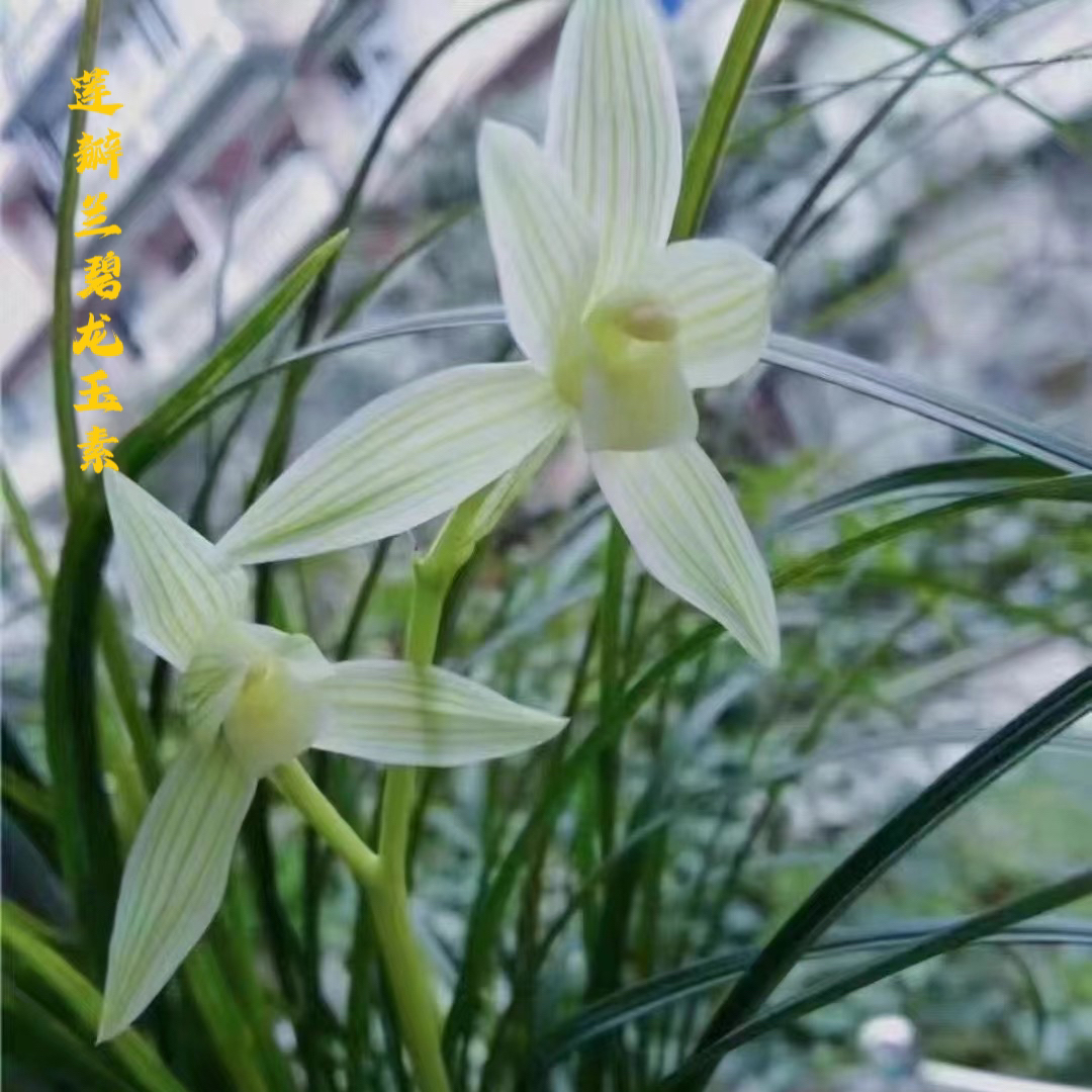 莲瓣兰荷瓣碧龙玉素心心相印等国兰名品盆栽植物好养花卉