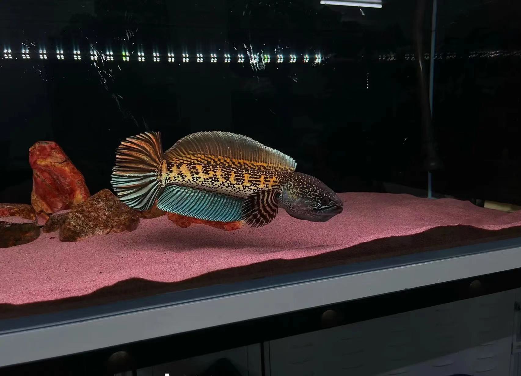 《老六直播间雷龙鱼专拍》