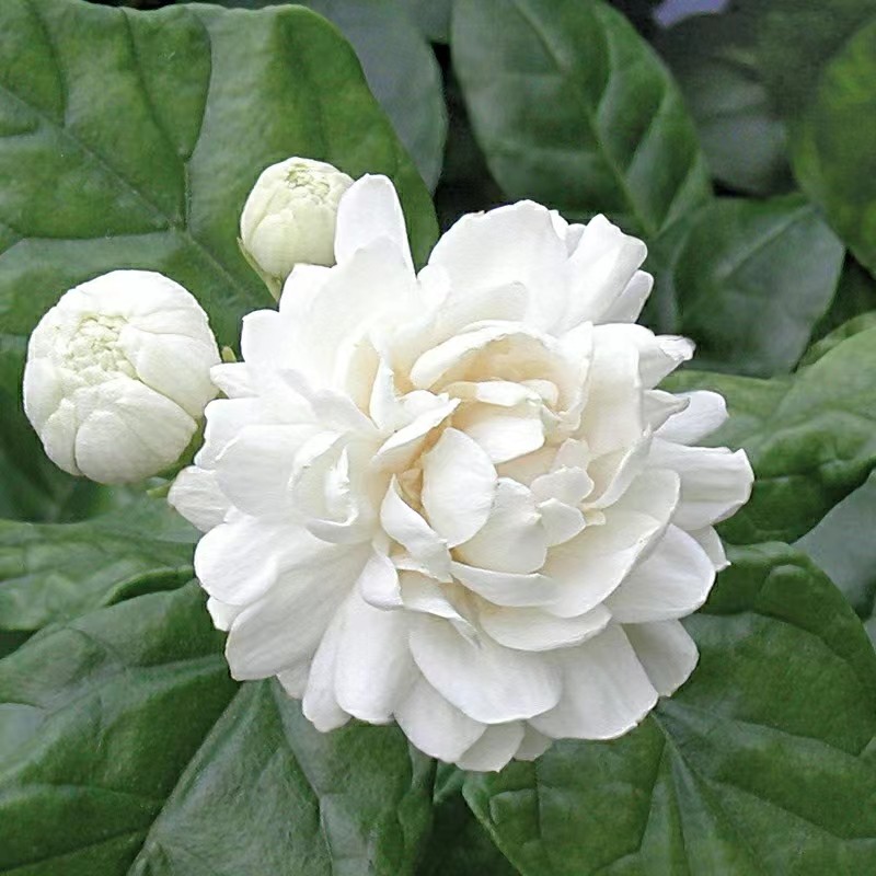 茉莉花虎头茉莉花苗三叶轮生虎头茉莉花盆栽庭院阳台芳香大花重瓣