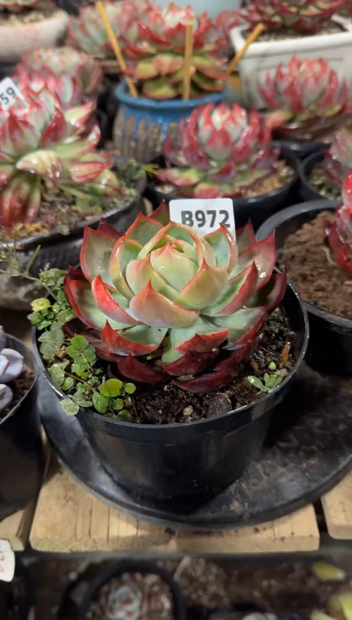 【闪购商品】B972惊鸿仙子（裸根发货）