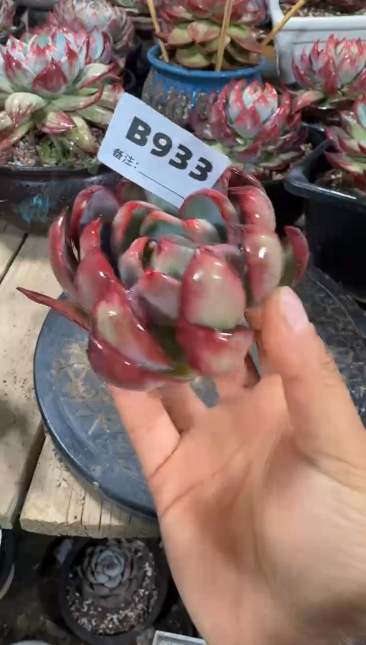 【闪购商品】B933惊鸿仙子（裸根发货）