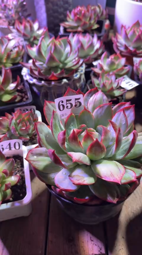 【闪购商品】655惊鸿仙子