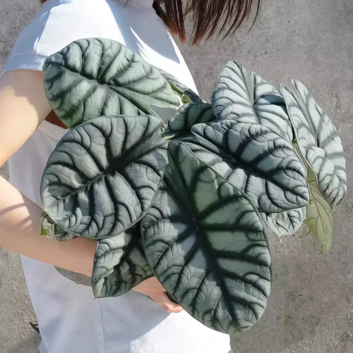白犀牛海芋稀有网红绿植易养活桌面室内盆栽植物
