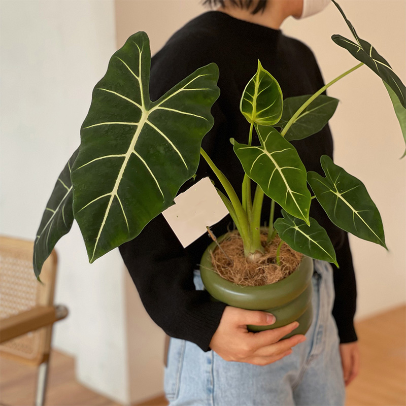 绿天鹅绒海芋绿植盆栽室内阳台热带喜阴观叶植物