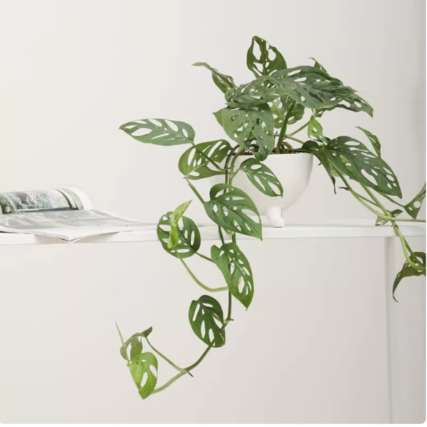 米歇尔仙洞龟背竹多孔洞洞芋垂藤爬藤耐阴水培办公室内盆栽植物