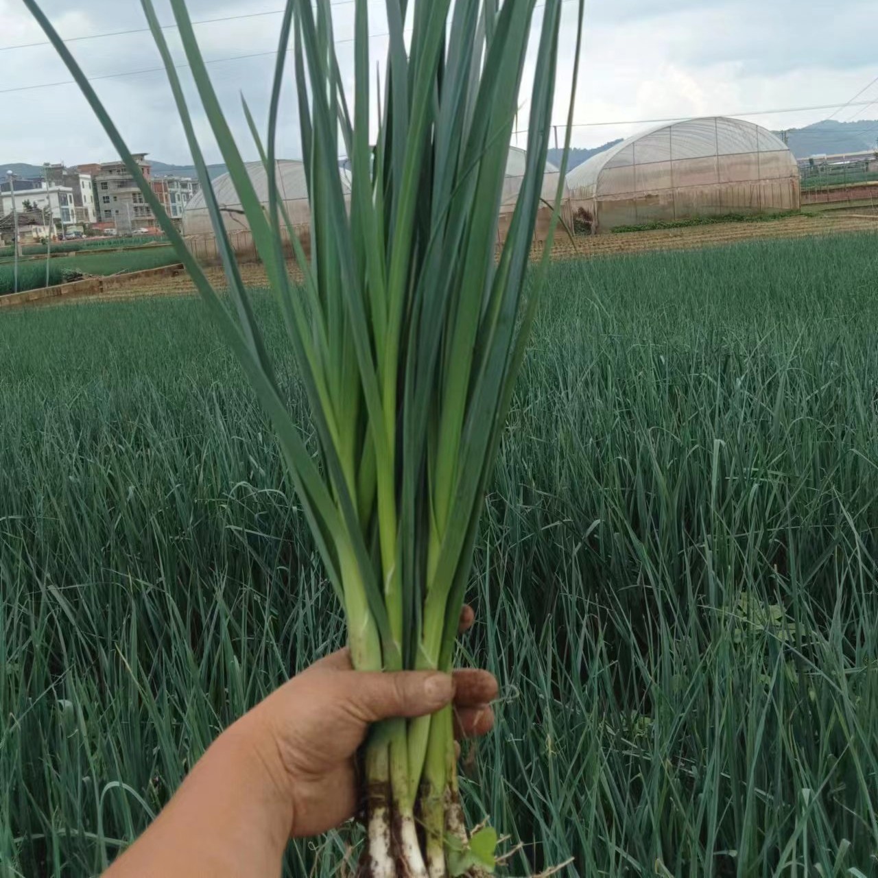 直叶白蒜苗，新鲜，白头，叶绿，产量高品质佳，营养价值高，蒜苗秧苗