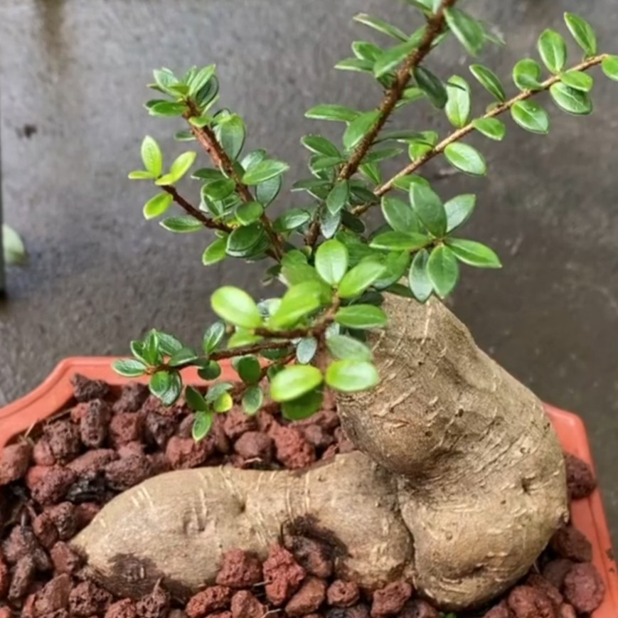 云南网红树萝卜，珍珠米叶五翅莓，开红花结紫果，一年四季常青。