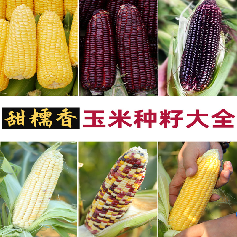 甜糯香超甜水果玉米种籽大全甜玉米种子南方四季孑糯米香甜软糯