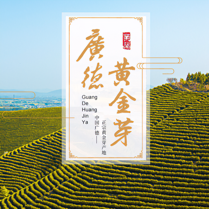 2025春茶《大李家茶叶》小芽黄金芽E01