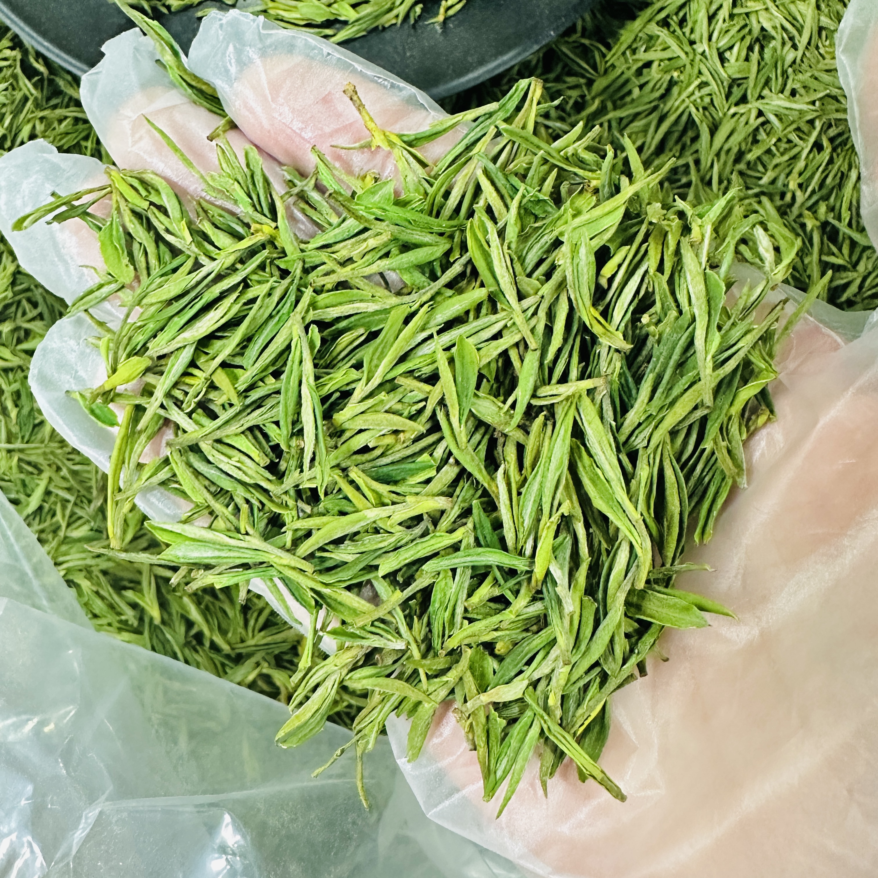 头采白茶50克尝鲜装