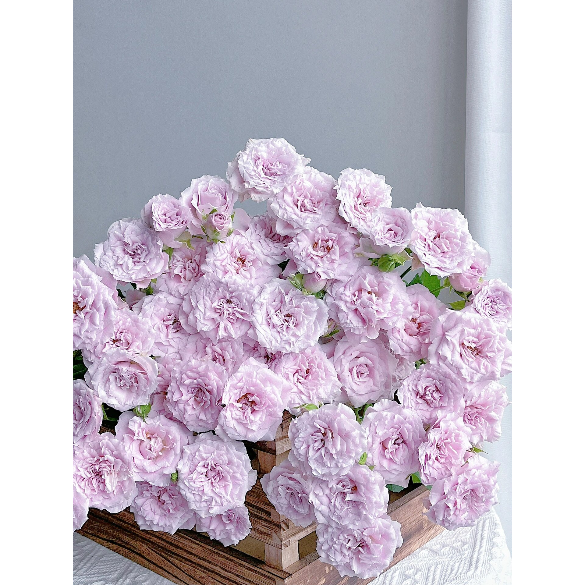 【稀有玫瑰】仙女罗拉-多头玫瑰(未拍保温棉，冻坏不售后哦)