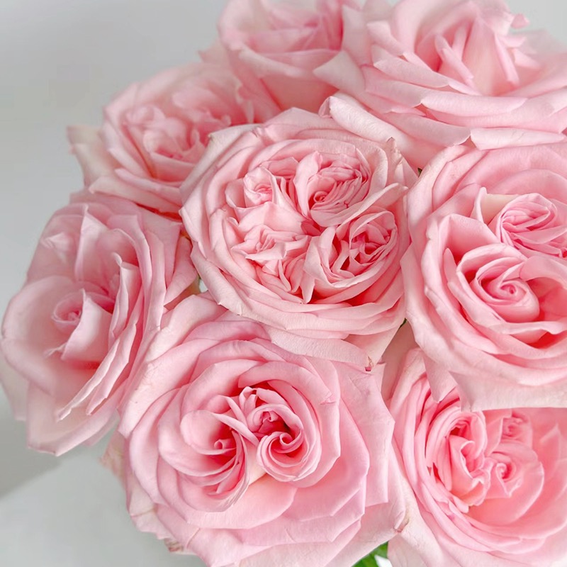 【向云端】香水宝塔-单头玫瑰(注意:带包装醒花哦~)