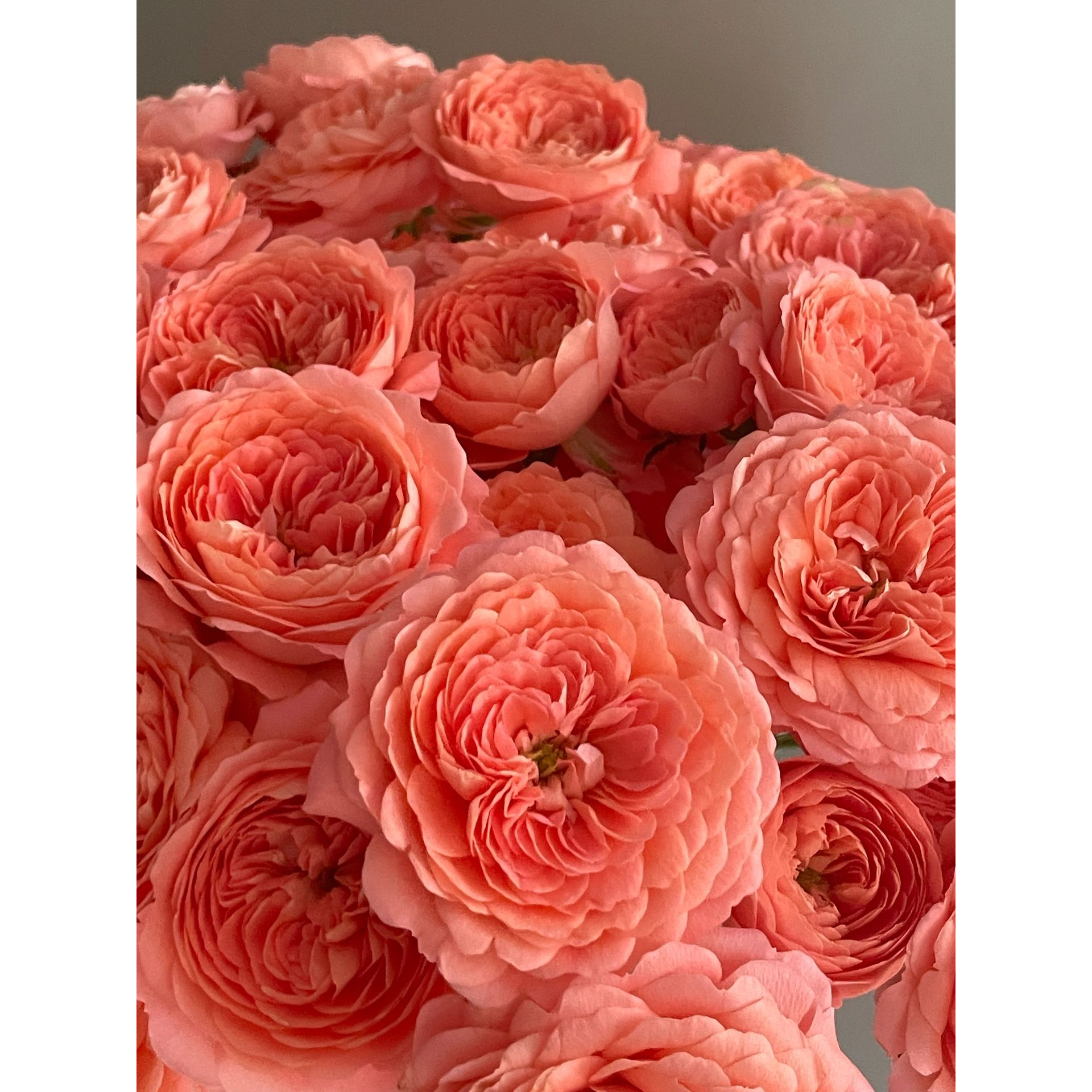 【向云端】杏色果汁-多头玫瑰（注意：带包装醒花）