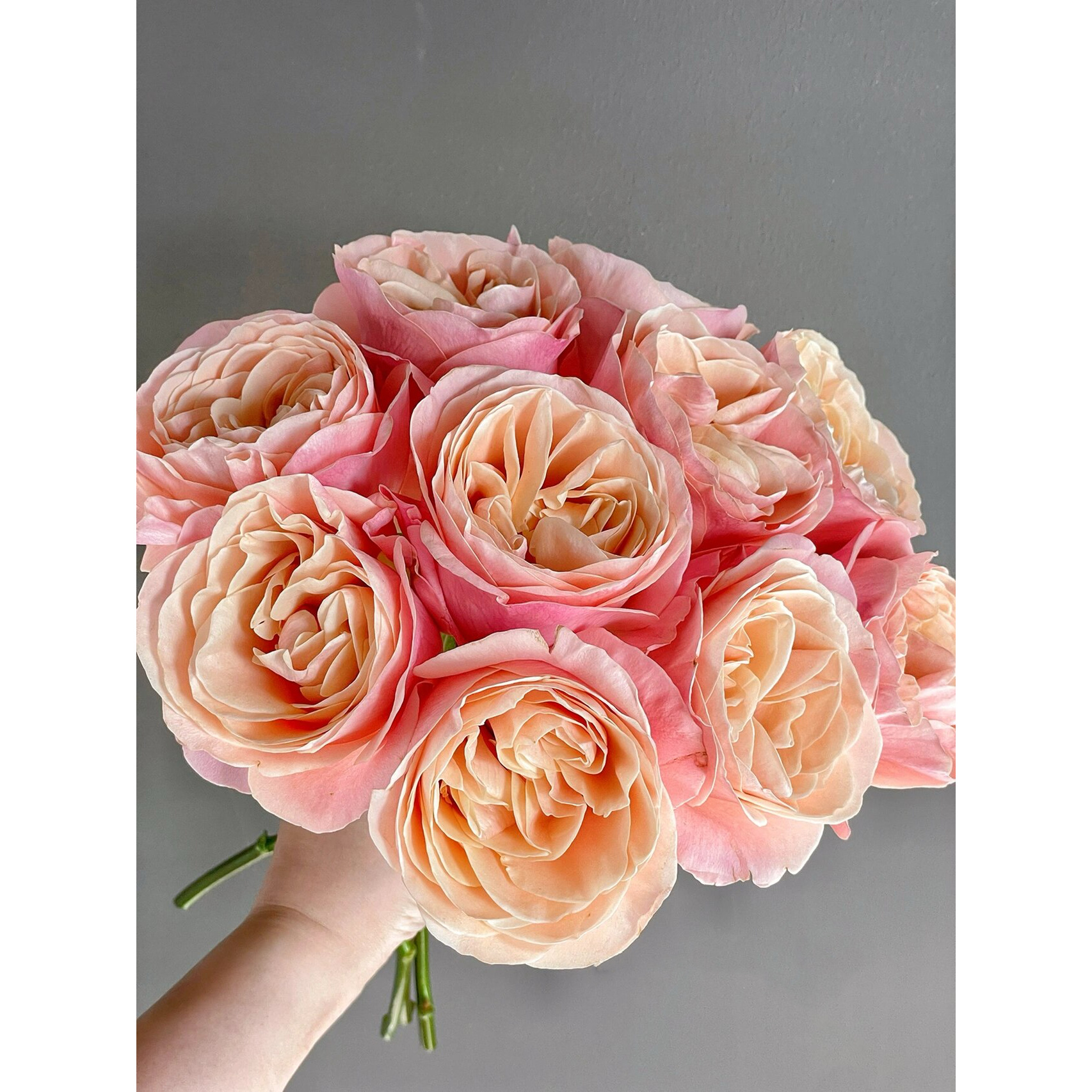 【向云端】夏日恋情-单头玫瑰(注意:带包装醒花哦~)