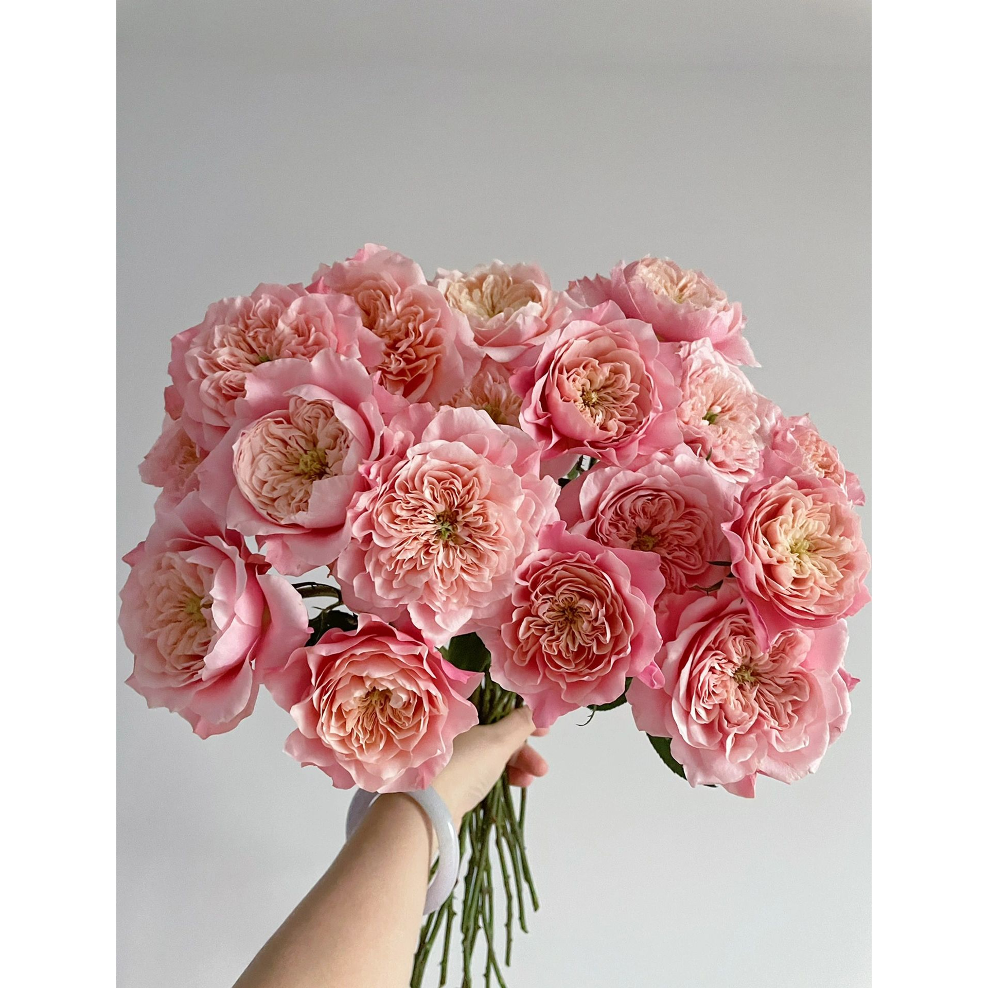 【稀有玫瑰】多头美琴-多头玫瑰