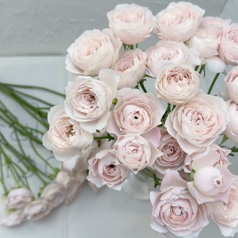 【稀有玫瑰】仙子之吻-多头玫瑰 