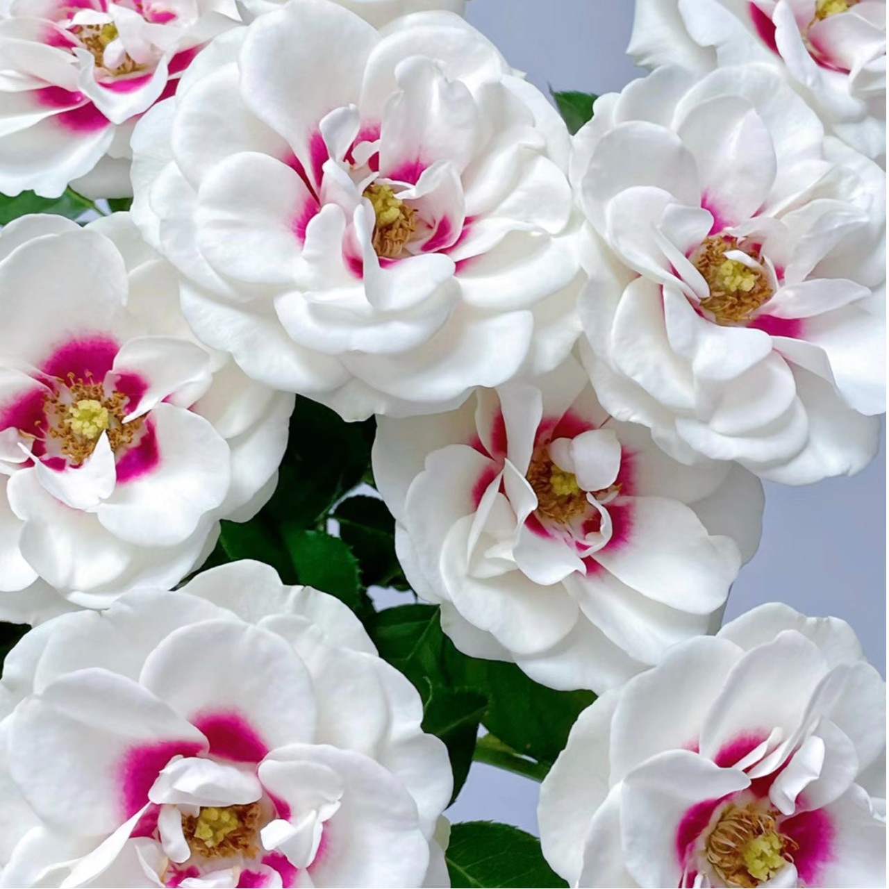 【向云端鲜花】桥边之约-单头玫瑰