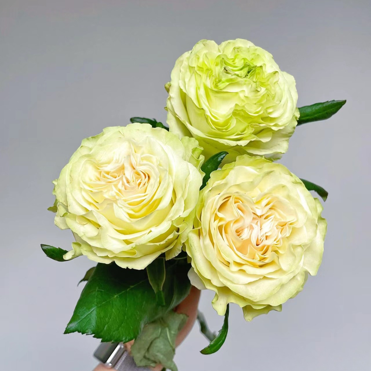 【20支】琉璃翠传奇组合-单头玫瑰