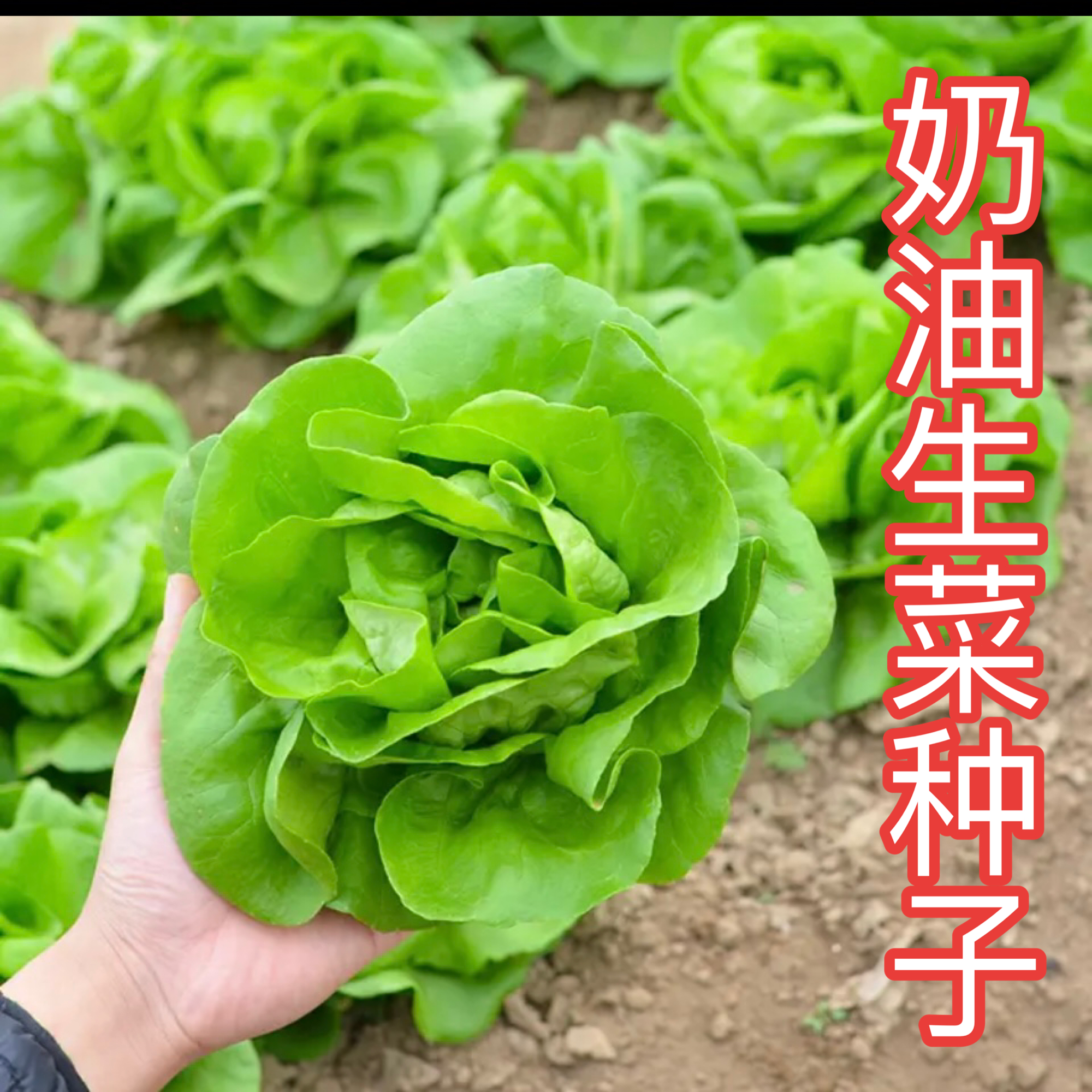 【奶油生菜种子】味香味甜沙拉生菜种子