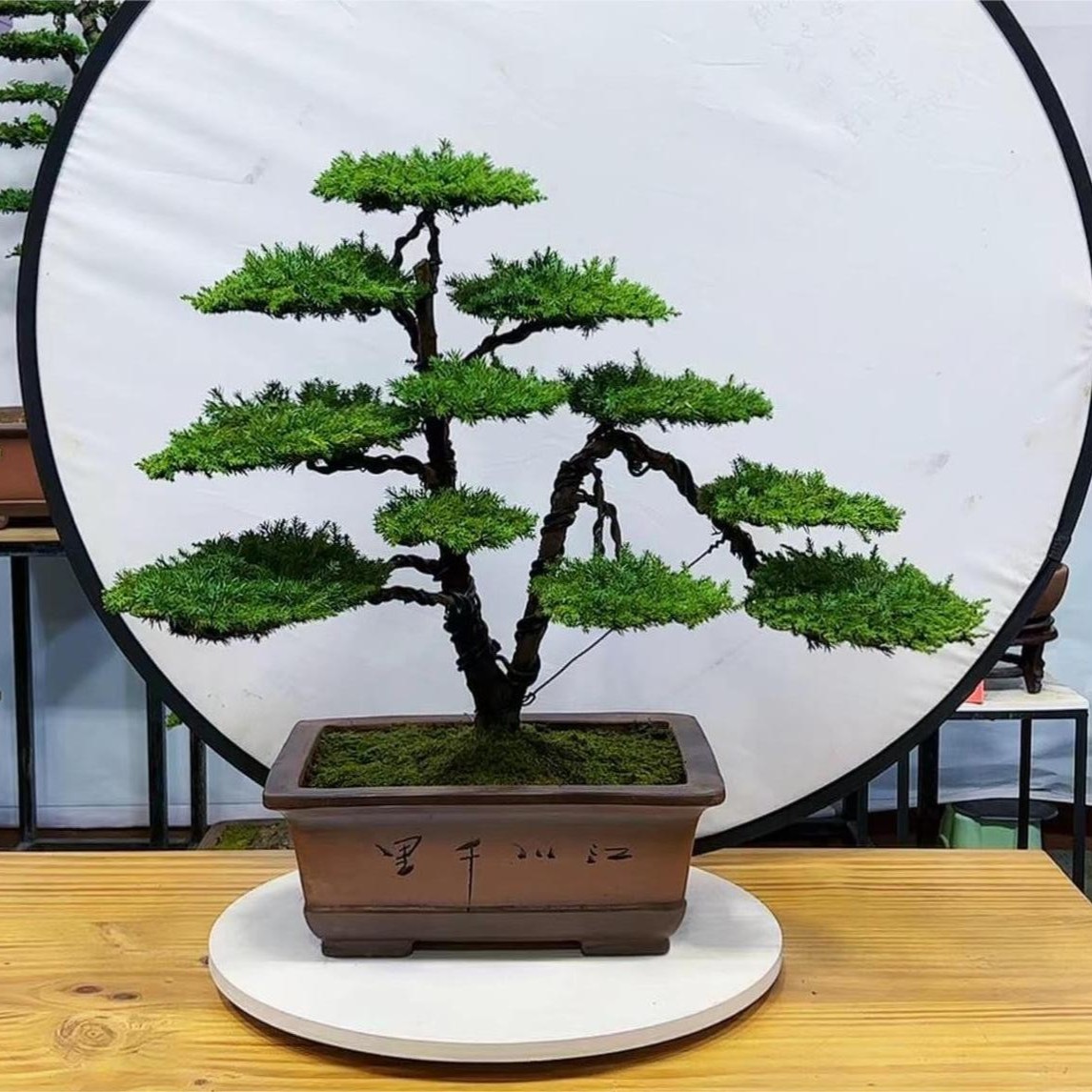 精品老桩盆景 一物一拍 直播间现场截图为准 盲拍同价随机发货