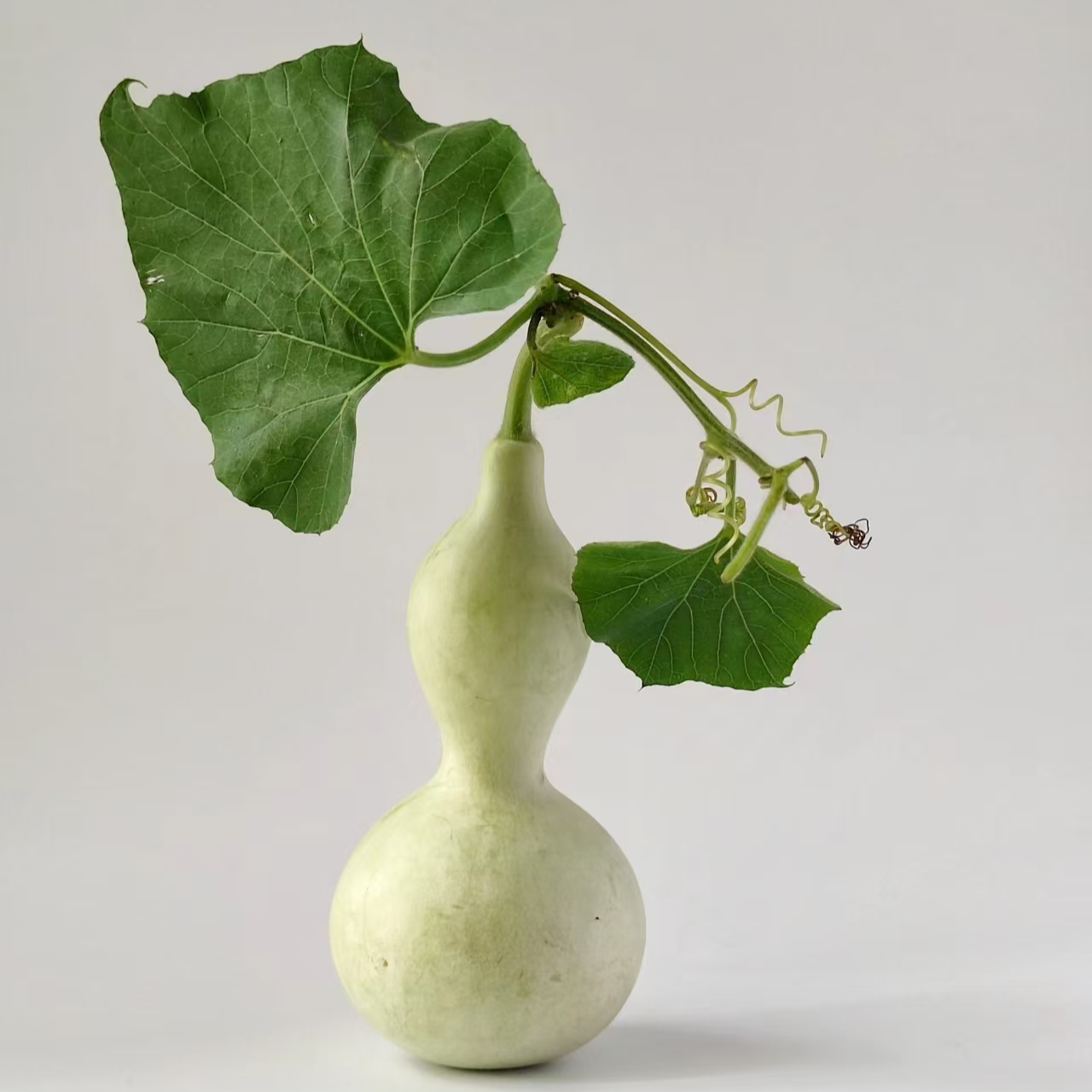 葫芦直播间链接1