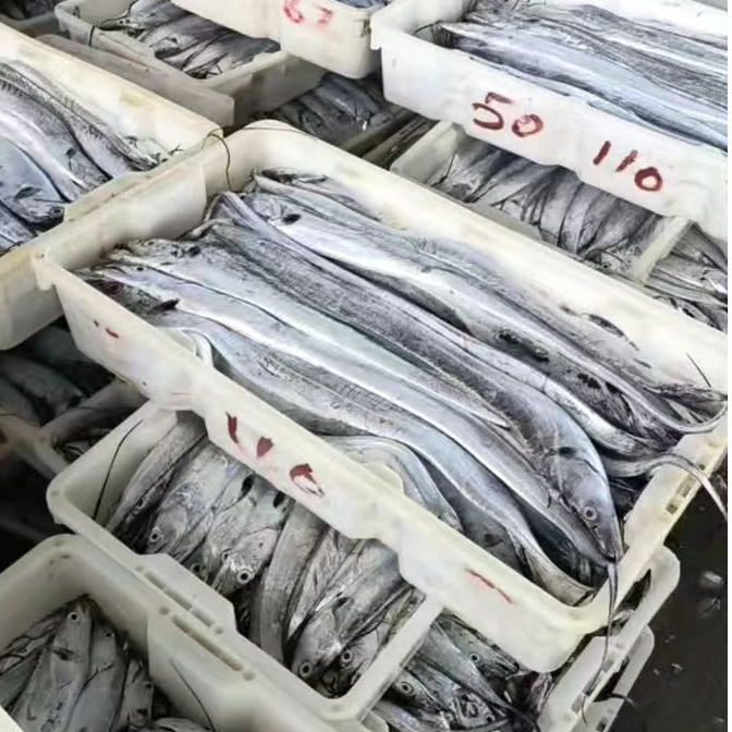 深海原产地小黑眼带鱼香煎肉厚肉质新鲜冷冻产地发货正宗京东包邮