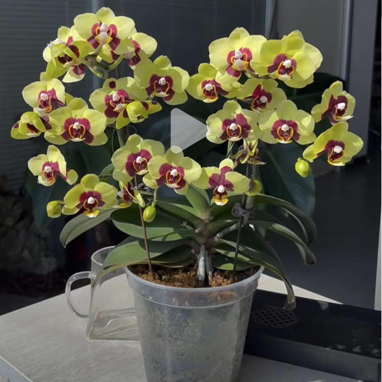 2个花剑   稀少品种 蜡质花【小浣熊蝴蝶兰】 叶片瑕疵