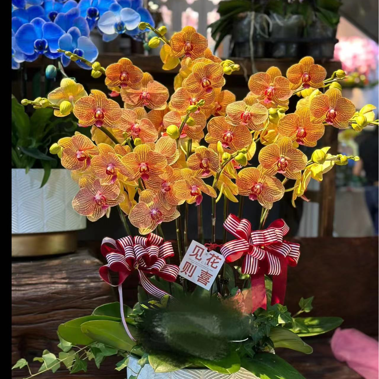 年宵花蜡质花  大花型 【黄金甲】蝴蝶兰  带花剑 叶片瑕疵