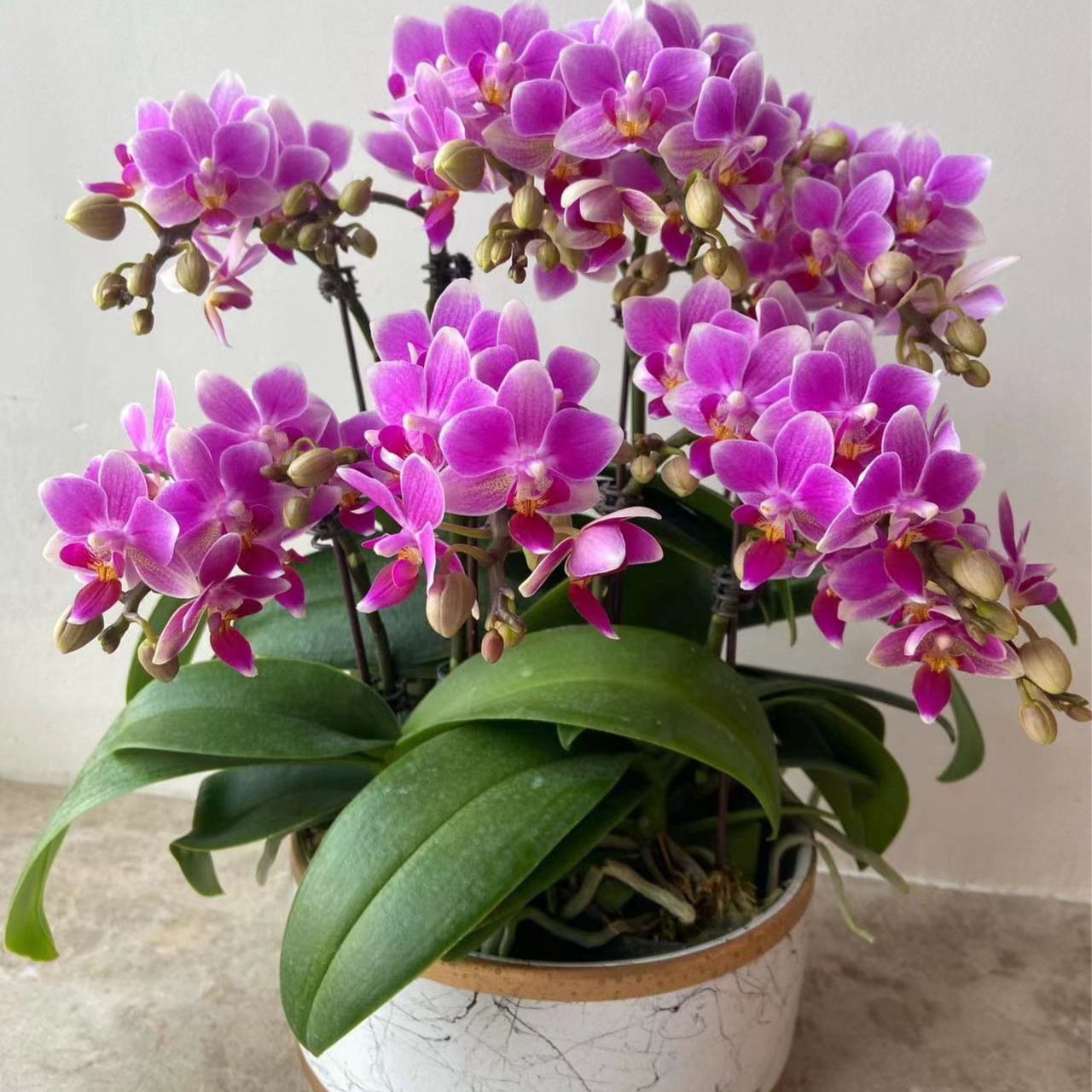 爆花品种【香格里拉蝴蝶兰 】室内花卉盆栽  带花剑