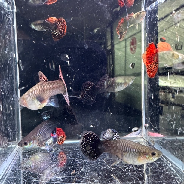 七彩龙鳞球两对（入缸不包损，路损死亡按均价退款不补发）