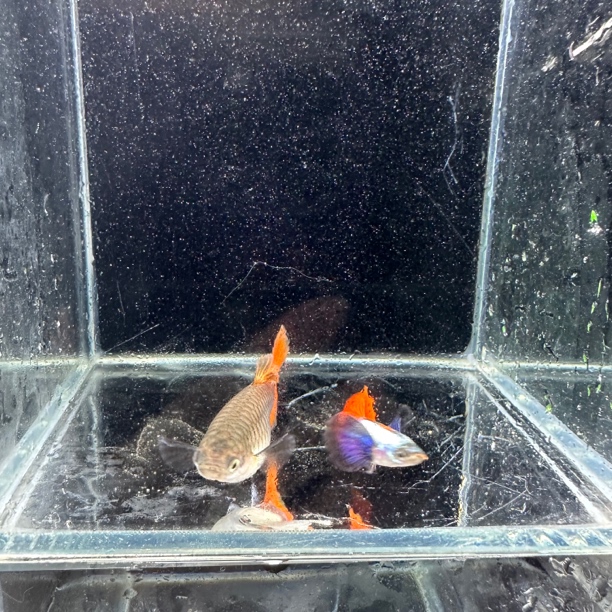 鎏金花蝴蝶鱼孔雀鱼（入缸不包损，不开袋死亡按均价退款不补发）