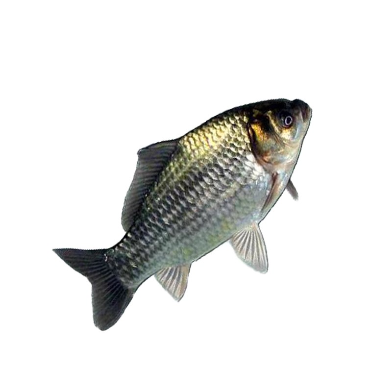 鲫鱼苗中科3号5号鲫鱼苗大规格麻鲫鱼苗淡水养殖食用鲜活鲫鱼苗