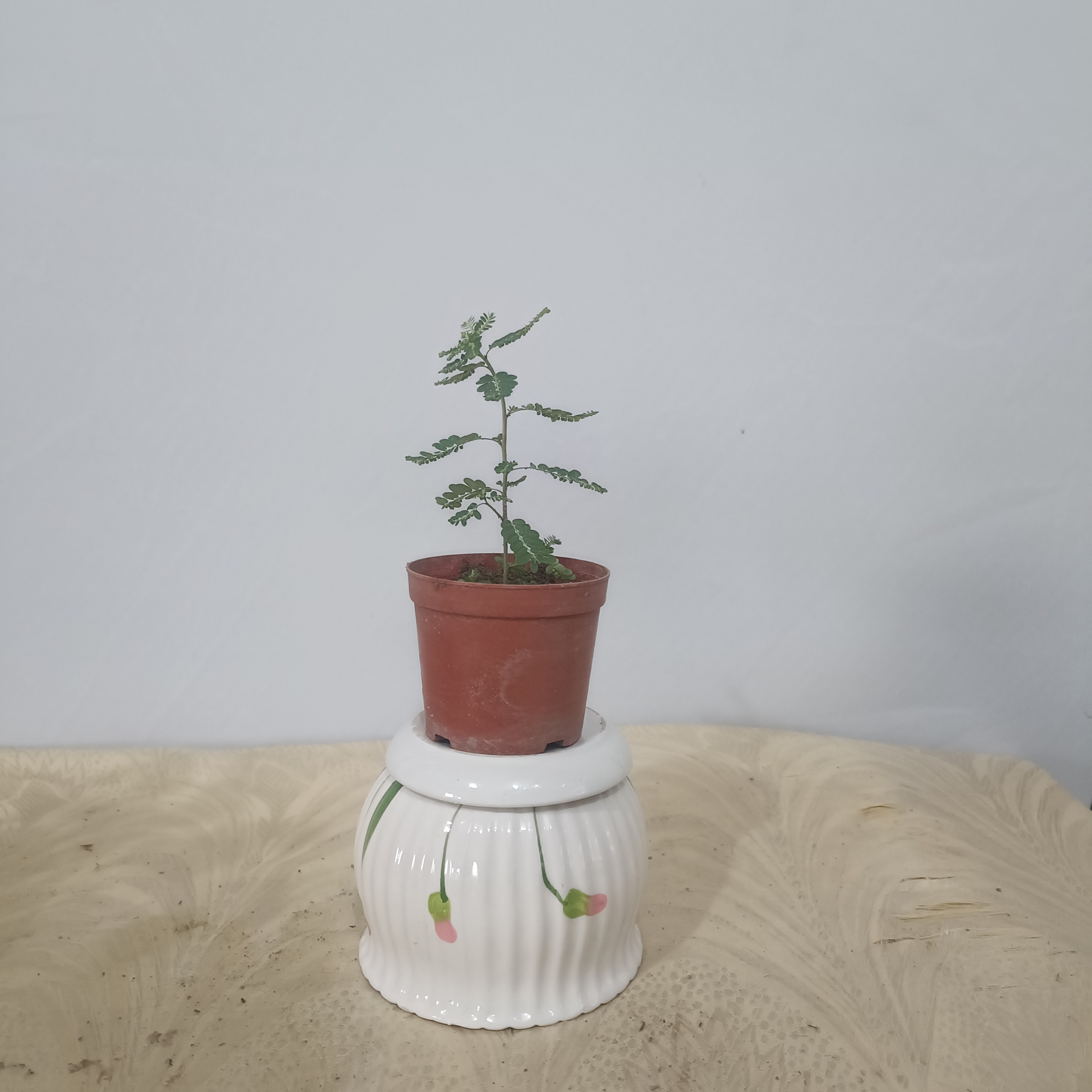 野草喜阳耐旱植物。此商品是方便付款的，各位朋友不要乱拍！
