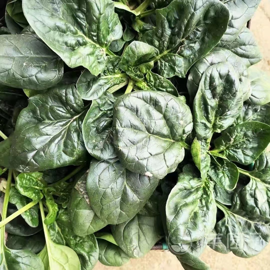 菠菜新鲜火锅红根菠菜农家自种当季新鲜大叶菠菜火锅