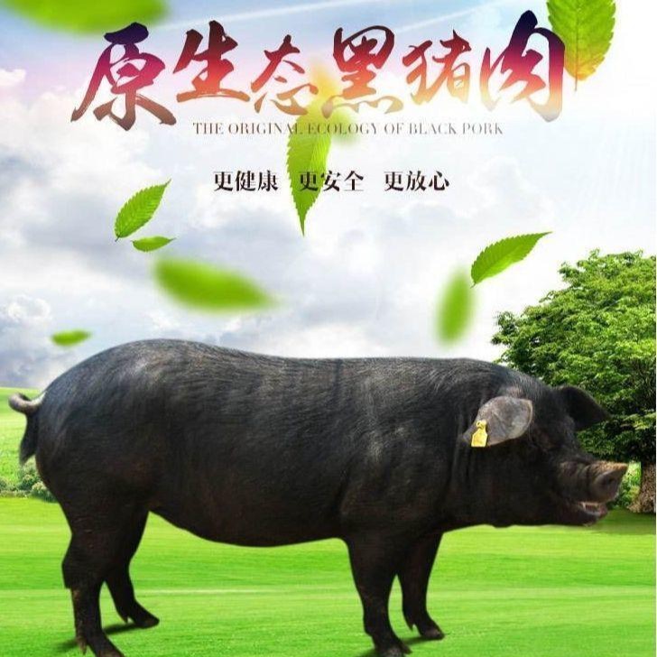 2号【直播间现称改价链接】 皖南农村黑毛土猪 粮食土猪 肉质 鲜嫩