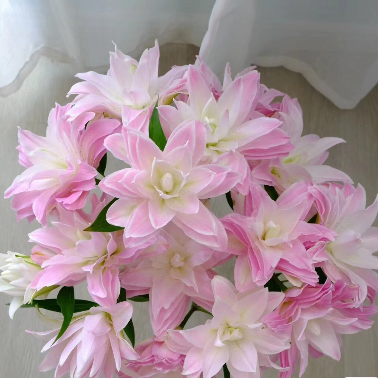 A A级 莲花皇后 重瓣香水百合