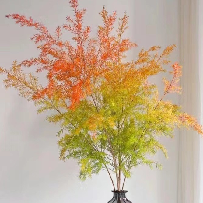 千层金 心想事橙可做干花（0℃以下需拍保温棉冻坏不售后！）