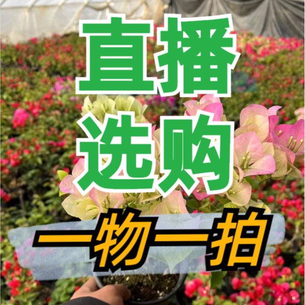 直播选购一物一拍三角梅所见即所得