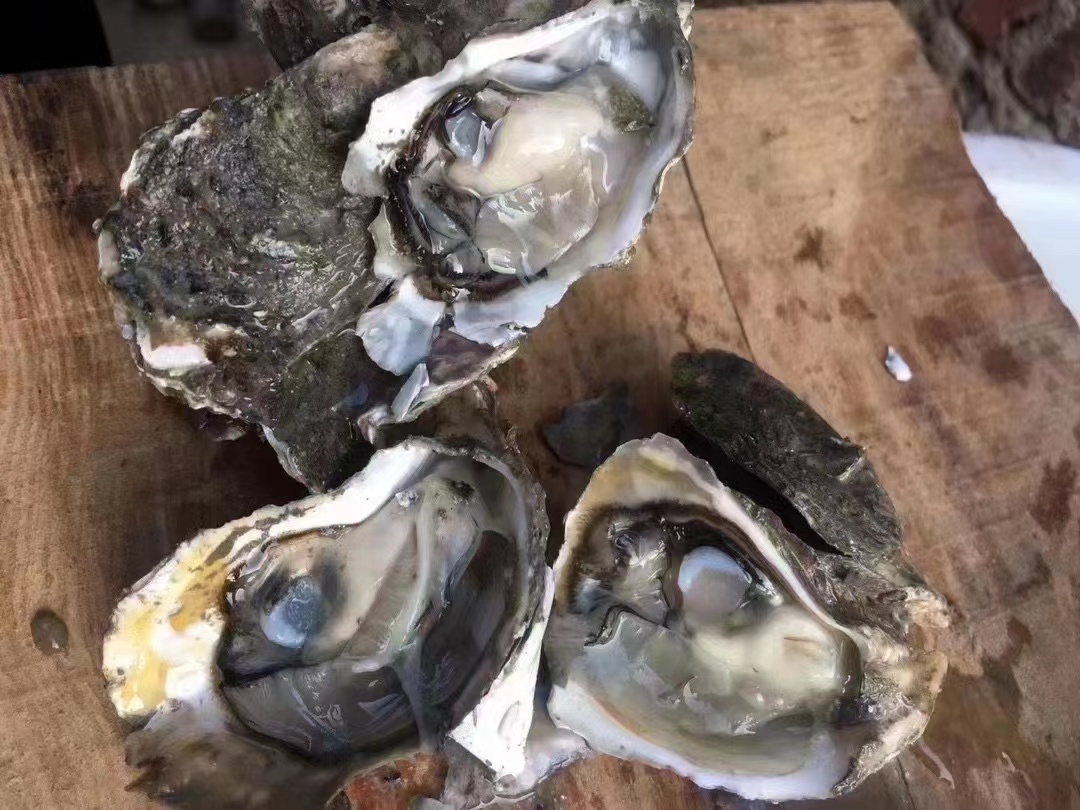 莆田本地海蛎现开现发原浆小海蛎(冰冻后发货）4斤起顺丰包邮