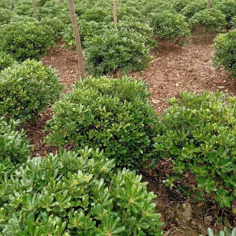  海桐树苗 庭院绿化海桐球 围墙四季青海桐苗气味芳香 园林绿化苗